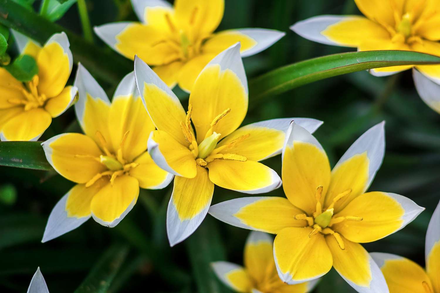 Tulipe botanique 'Tarda'